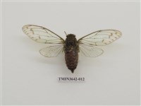 藏品(陽明山暮蟬)的圖片